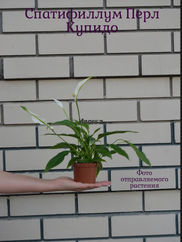 Спатифиллум Перл Купидо фото 5