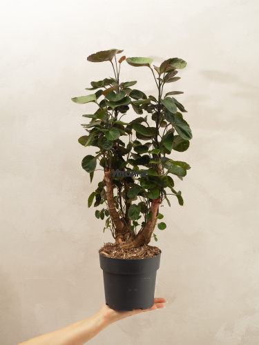 Полисциас Фабиан Вертак фото 4