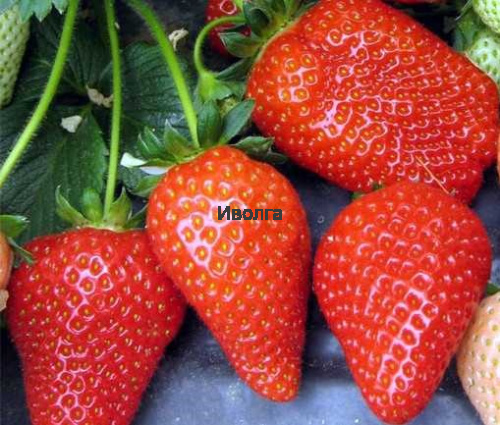 Клубника "Альба", саженец 1шт фото 2 Клубника "Альба", саженец 1шт фото 2