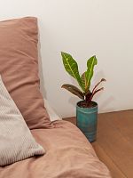 Кодиеум (Кротон) Петра