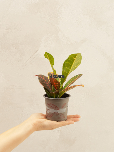 Кодиеум (Кротон) Петра фото 4