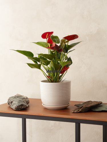 Антуриум Даймонд Ред фото 3