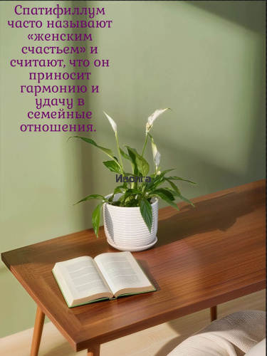 Спатифиллум Перл Купидо фото 3